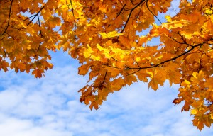 エネルギーの弱いUV-A波は一年を通して相当量降り注ぐ